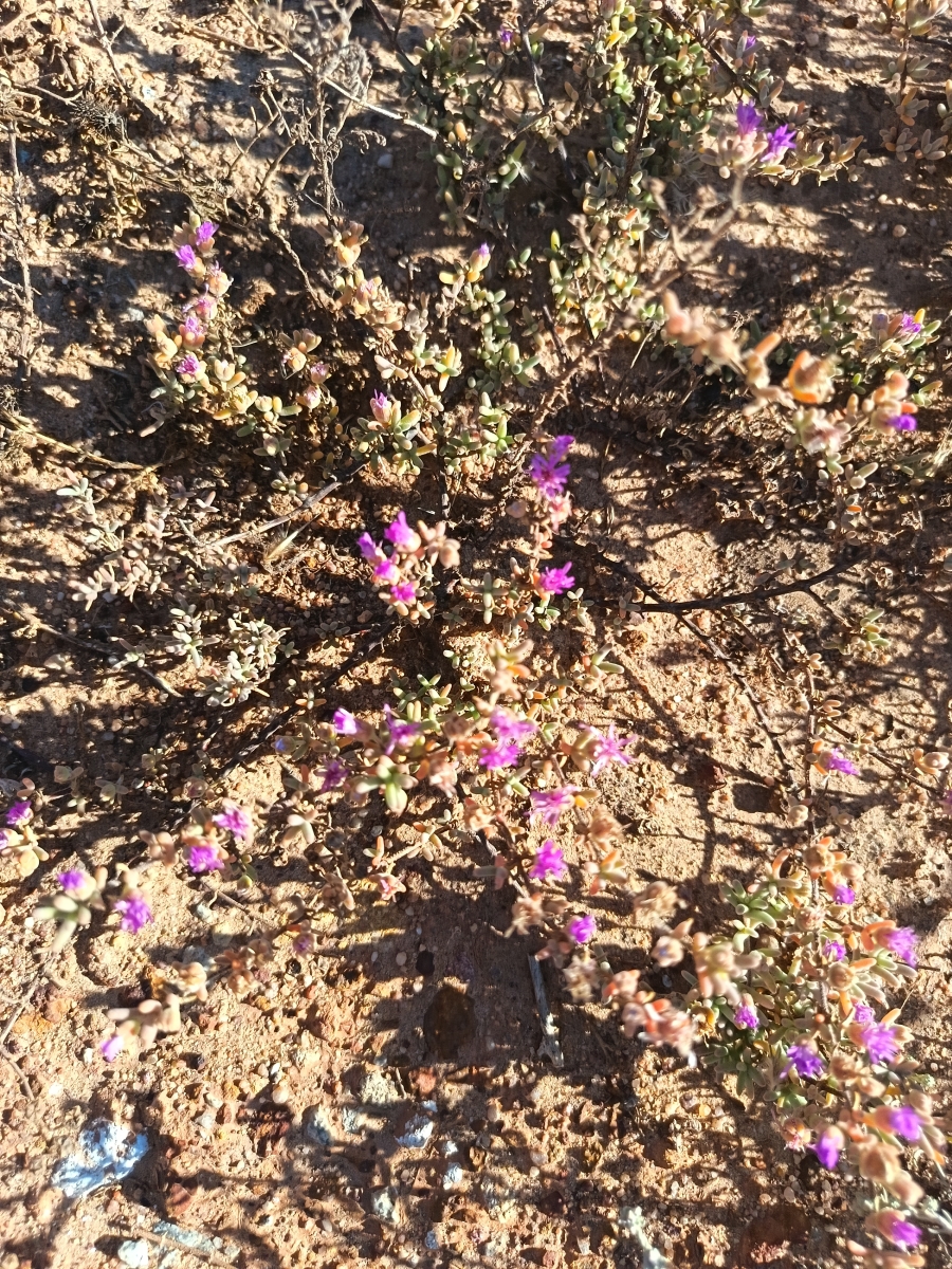 0 Bedroom Property for Sale in Nieuwerust Western Cape